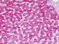 ACAT1 Antibody (aa221-270)